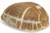 Colorful Fossil Tortoise (Stylemys) - South Dakota #235561-1